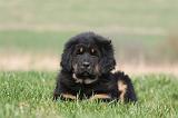 DOGUE DU TIBET 347
